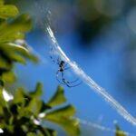 New study finds invasive Jorō spiders ‘keep cool under pressure’New study finds invasive Jorō spiders ‘keep cool under pressure’ 