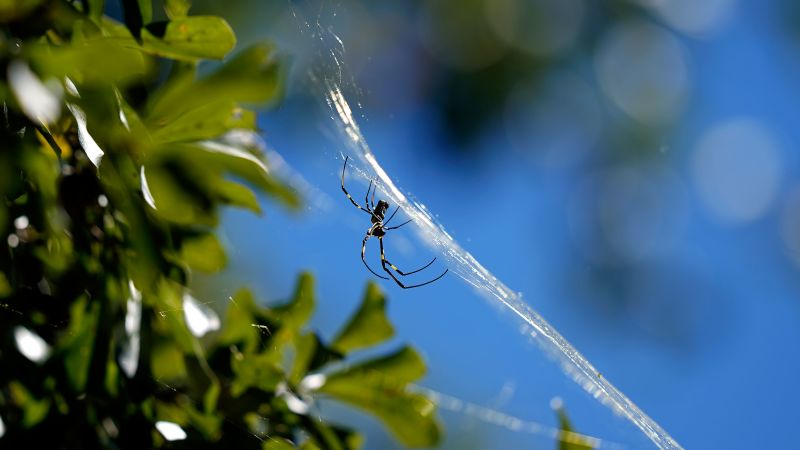 New study finds invasive Jorō spiders ‘keep cool under pressure’New study finds invasive Jorō spiders ‘keep cool under pressure’ 