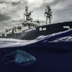 Photography finalists showcase the ‘wonder and fragility’ of world’s oceansPhotography finalists showcase the ‘wonder and fragility’ of world’s oceans 