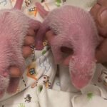 Oldest first-time panda mom gives birth to twinsOldest first-time panda mom gives birth to twins 