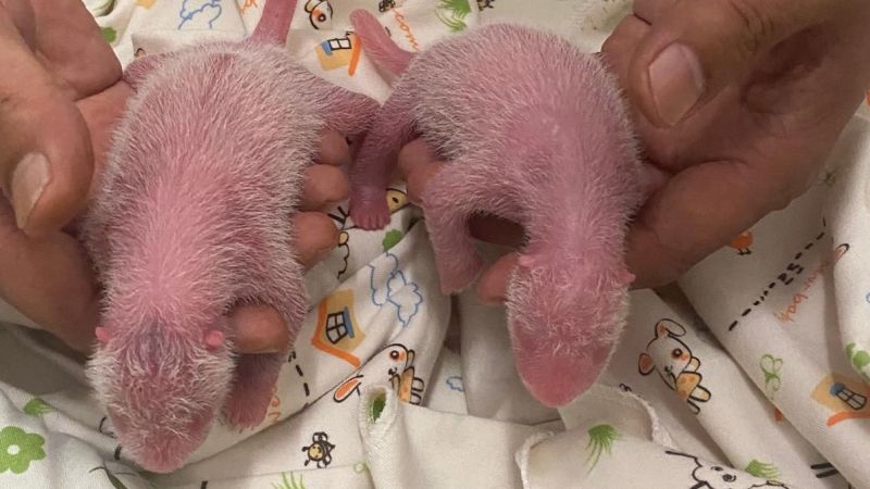 Oldest first-time panda mom gives birth to twinsOldest first-time panda mom gives birth to twins 