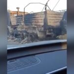 Video shows burnt-out Russian trucks with bodies in Kursk regionVideo shows burnt-out Russian trucks with bodies in Kursk region 