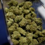 Trump says he will vote to legalize adult recreational marijuana use in FloridaTrump says he will vote to legalize adult recreational marijuana use in Florida 