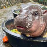 Moo Deng: Baby pygmy hippo is Thailand’s latest online sensation. But her keeper is worried about her fameMoo Deng: Baby pygmy hippo is Thailand’s latest online sensation. But her keeper is worried about her fame 