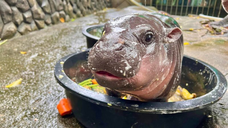 Moo Deng: Baby pygmy hippo is Thailand’s latest online sensation. But her keeper is worried about her fameMoo Deng: Baby pygmy hippo is Thailand’s latest online sensation. But her keeper is worried about her fame 