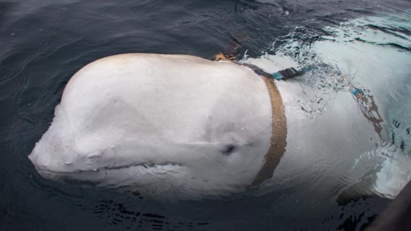 ‘Russian spy’ whale probably died after stick became lodged in its mouth, police say‘Russian spy’ whale probably died after stick became lodged in its mouth, police say 