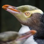 A shy penguin wins New Zealand’s bird election after campaign filled with memes and tattoosA shy penguin wins New Zealand’s bird election after campaign filled with memes and tattoos 