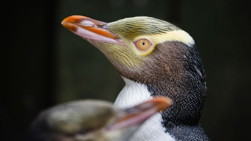 A shy penguin wins New Zealand’s bird election after campaign filled with memes and tattoosA shy penguin wins New Zealand’s bird election after campaign filled with memes and tattoos 