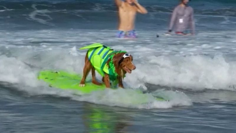 Watch: Annual Surf-A-Thon sees dogs catch waves in San DiegoWatch: Annual Surf-A-Thon sees dogs catch waves in San Diego 