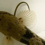 Swallowed eels escape via predator fish’s gillsSwallowed eels escape via predator fish’s gills 