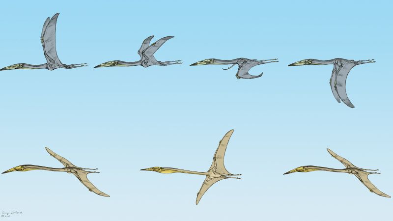 Fossils show that massive pterosaurs could fly millions of years agoFossils show that massive pterosaurs could fly millions of years ago 