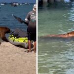 Woman films bear strolling down beach and going for a swim in CaliforniaWoman films bear strolling down beach and going for a swim in California 