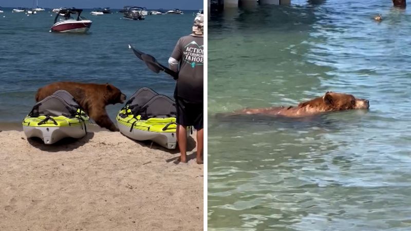 Woman films bear strolling down beach and going for a swim in CaliforniaWoman films bear strolling down beach and going for a swim in California 