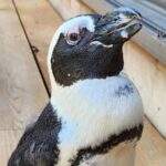 Penguin’s miraculous survival story, fascinating cave find, what to watch this fall: Catch up on the day’s storiesPenguin’s miraculous survival story, fascinating cave find, what to watch this fall: Catch up on the day’s stories 