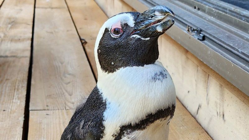 Penguin’s miraculous survival story, fascinating cave find, what to watch this fall: Catch up on the day’s storiesPenguin’s miraculous survival story, fascinating cave find, what to watch this fall: Catch up on the day’s stories 