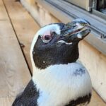 A runaway penguin spent two weeks missing at sea. A typhoon may have saved herA runaway penguin spent two weeks missing at sea. A typhoon may have saved her 