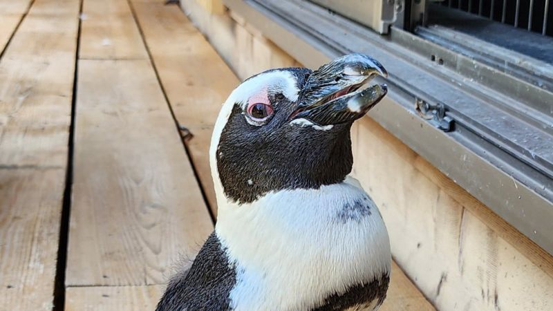 A runaway penguin spent two weeks missing at sea. A typhoon may have saved herA runaway penguin spent two weeks missing at sea. A typhoon may have saved her 